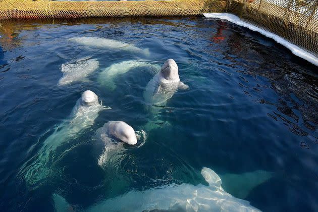 <p>Dans le complexe de bassins flottants exigus dans lesquels des cétacés capturés étaient autrefois entassés près du port de Nakhodka, en Russie, en 2019.</p>