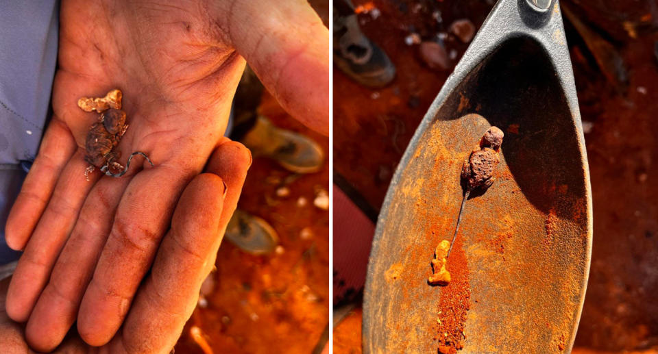 Left, the lizard and gold nugget rest in the palm of a hand. Right, the lizard and gold nugget are on the shovel. 