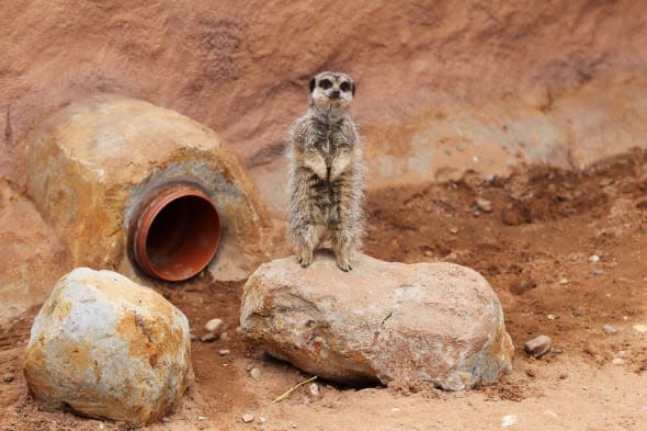 A meerkat in the Meerkat and Mongoose mansion at the Yorkshire Wildlife Park near Doncaster. PRESS ASSOCIATION Photo. Picture date: Thursday April 17, 2014. Opened in time for Easter, the new enclosure is over 420 square meters and features heated outdoor rocks. See PA story ANIMALS Meerkats. Photo credit should read: Lynne Cameron/PA Wire