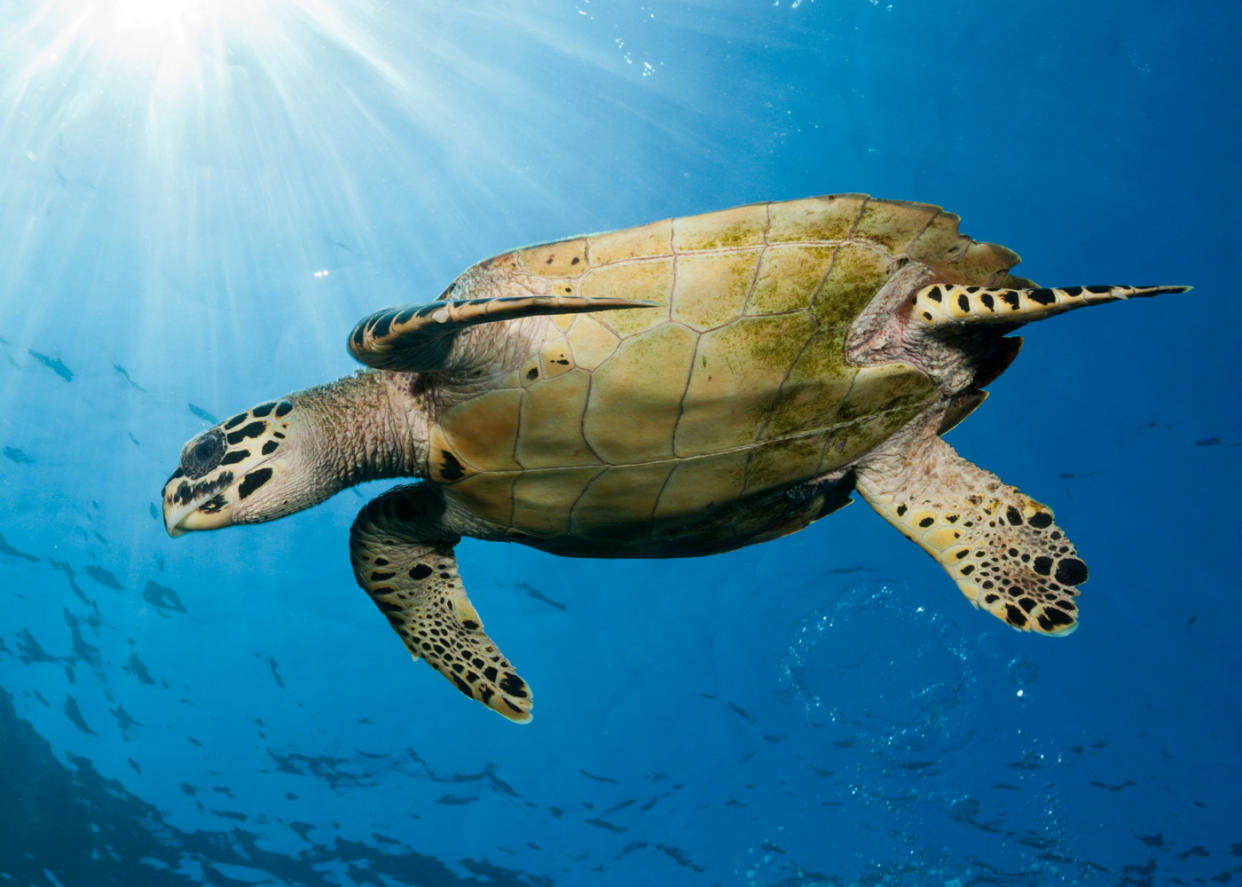In 102 Meeresschildkröten aus drei Weltmeeren fanden britische Forscher winzige Plastikteile. (Bild: Getty Images)