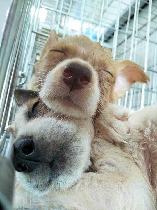 出生幾週就離世的兩隻幼犬。 攝影/板橋動物之家志工隊