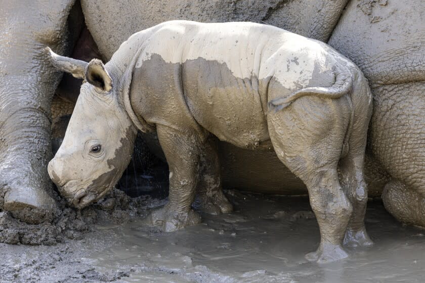 In this photo provided by the San Diego Zoo Wildlife Alliance, a male southern white rhino calf stands with his mother after playing in a mud wallow at Nikita Kahn Rhino Rescue Center at the San Diego Zoo Safari Park, Aug. 12, 2022. (Ken Bohn/San Diego Zoo Wildlife Alliance via AP)
