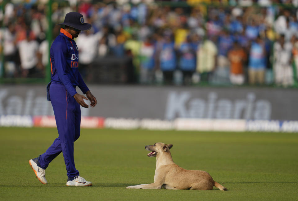 India's Shreyas Iyer reacts after a stray dog enters the field during the third one day international cricket match between India and South Africa, in New Delhi, India, Tuesday, Oct.11, 2022. (AP Photo/Altaf Qadri)