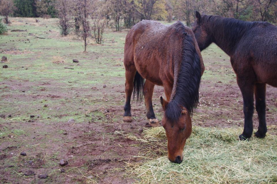 One Ear, so called because he has only one ear, was brought to the Wild Horse Sanctuary in May 2018.