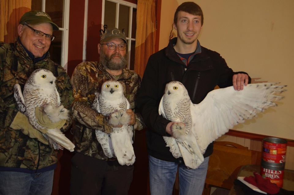 Three snowy owls captured in February 2020 near Waupun, including an adult female named Fond du Lac, left, are held by volunteers with Project SNOWstorm for a photo before release. Fond du Lac is heading south after spending the breeding season in the Arctic and may return to Wisconsin this winter.