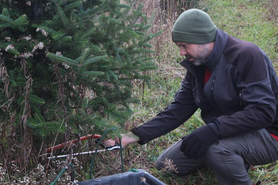 John Burrington positions the sawblade on a fir tree for his daughter.