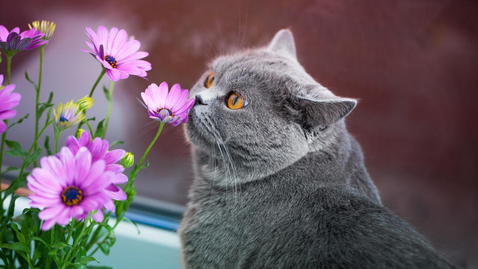 Cat sniffing flowers