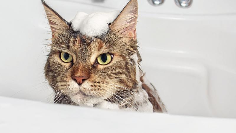 因為貓咪的皮膚較人類的皮膚敏感，使用寵物專用的盥洗用品十分重要。(圖 / 即時互動有限公司提供)