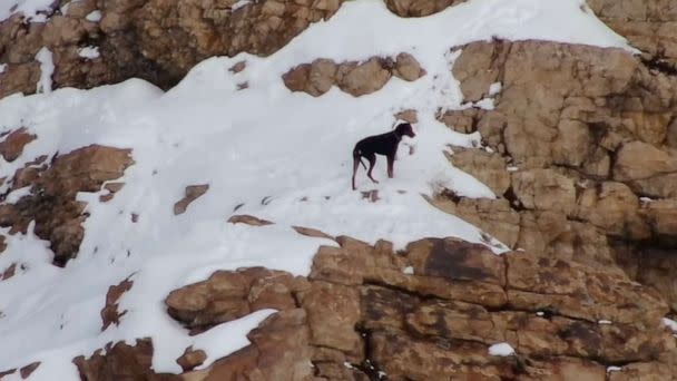 PHOTO: A grab from video posted by Weber County Sheriff's Office Search and Rescue shows the dog Nala at Waterfall Canyon in Ogden, Utah, Dec. 25, 2022. (Weber County Sheriff's Office Search and Rescue)