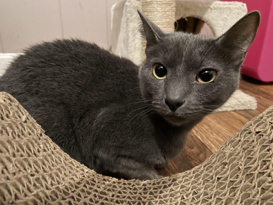 Gracie is a smaller gray cat who likes hanging out by her lonesome most of the time but will happily accept pets and treats.