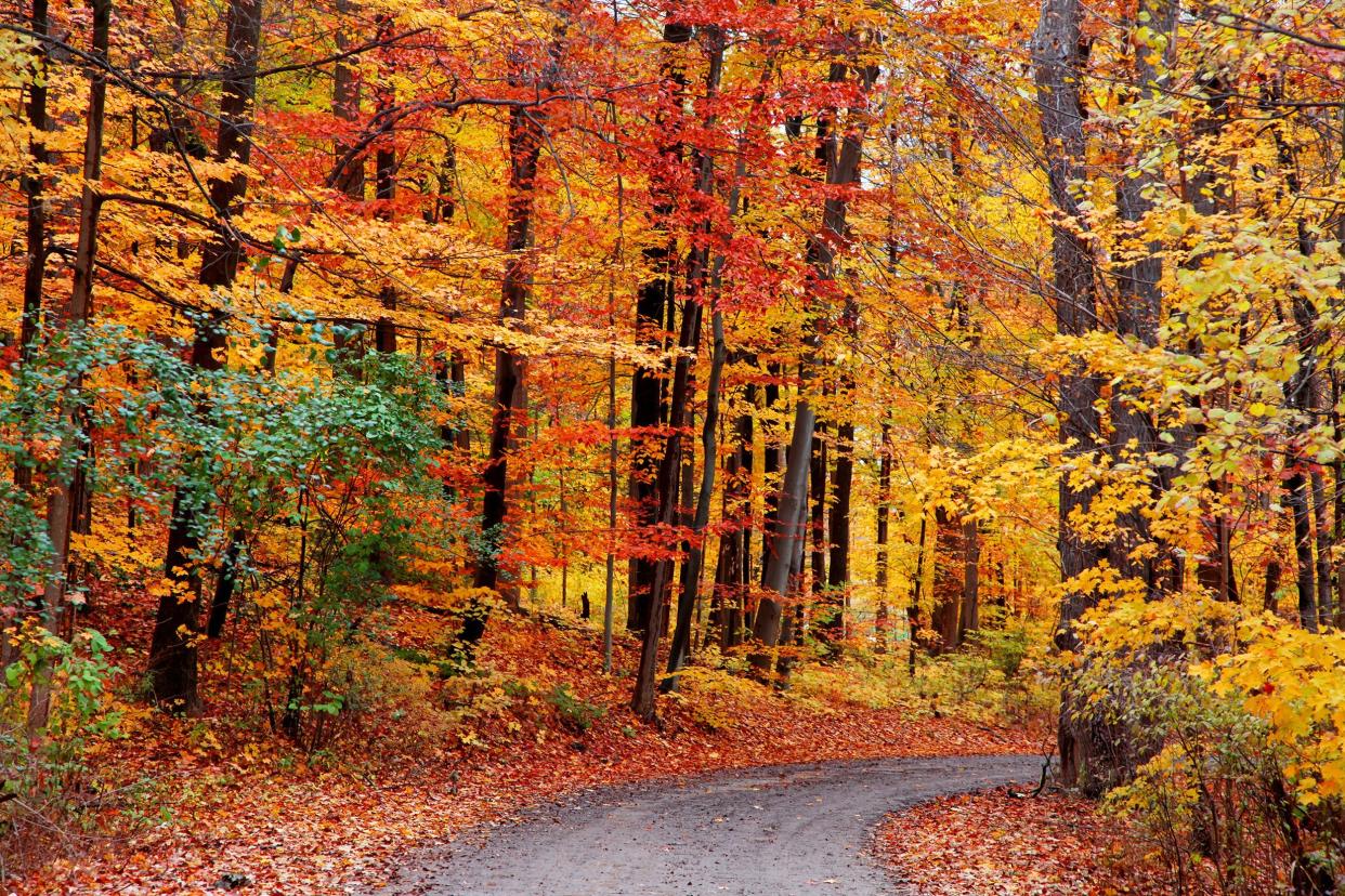 beautiful bike trail through autumn trees