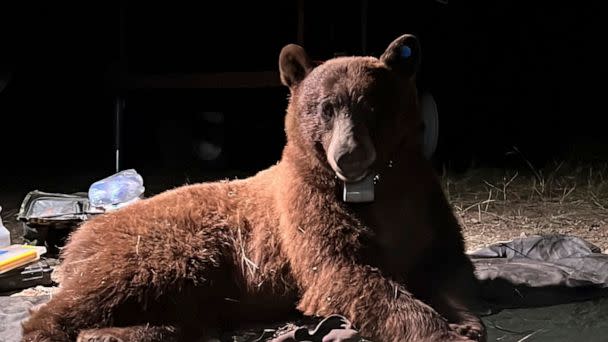 PHOTO: A black bear caught in a natural area of the western Santa Monica Mountains on April 23, 2023, south of the 101 Freeway in the Los Angeles area. (National Park Service via AP)