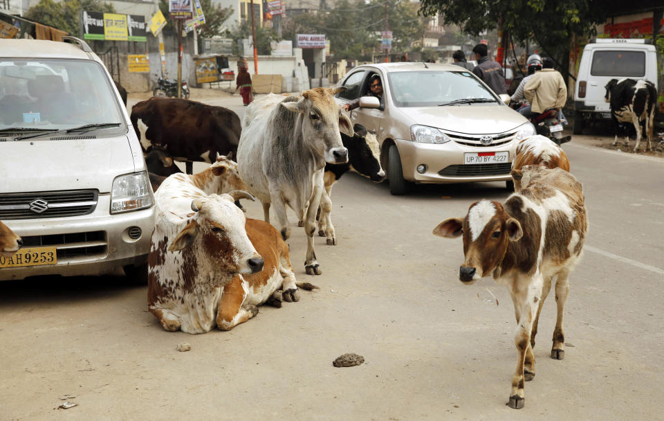 Motorists drive past stray cows roam on a road in Allahabad, India, Friday, Jan. 31, 2014. Several of India's most popular car models crumpled in independent crash tests in ways that would likely lead to fatality or serious injury, a global car safety watchdog said Friday. The lack of safety features, combined with reckless driving and shoddy roads, has helped give India a road death rate that is more than six times as high as that of the United States and nearly three times China's rate, according to the World Health Organization's 2013 road safety report on the number of deaths compared with the size of a country's car fleet. (AP Photo/Rajesh Kumar Singh)