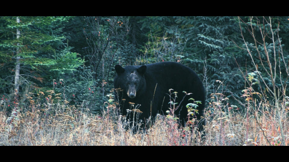 Black Bear - Alone. (Channel 4)