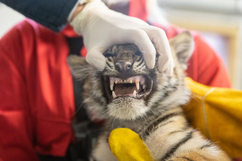 The triplets received a full health check (ZSL London Zoo)