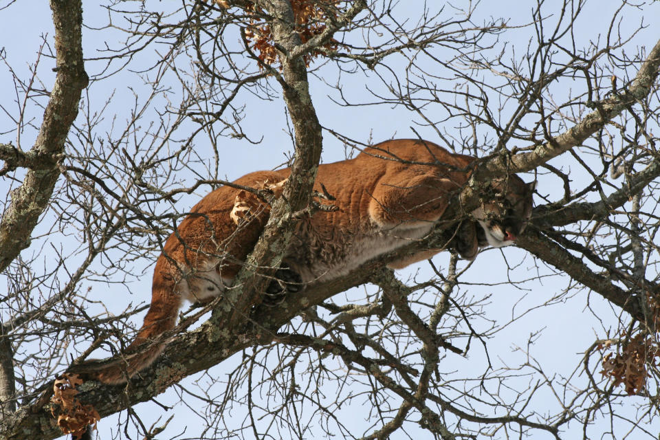 FILE - This March 4, 2009 file photo, provided by the Wisconsin Department of Natural Resources, shows a cougar in a tree west of Spooner, Wis. Cougars are repopulating the Midwest a century since the generally reclusive mountain lions were hunted to near extinction in much of the region, according to a new study detailed in The Journal of Wildlife Management. (AP Photo/ Wisconsin Department of Natural Resources, File)