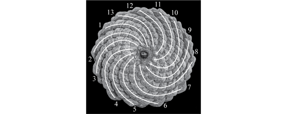 The number of spirals in a pine cone is usually a Fibonacci number. <a href="https://wwnorton.com/books/9781324007036" rel="nofollow noopener" target="_blank" data-ylk="slk:'The Big Bang of Numbers';elm:context_link;itc:0;sec:content-canvas" class="link ">'The Big Bang of Numbers'</a>