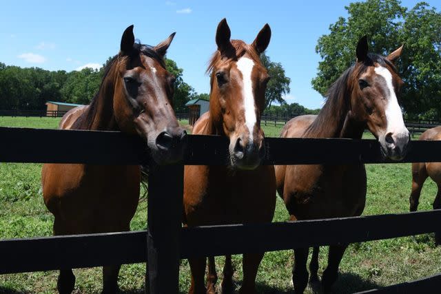 <p>Old Friends/ Laura Battles</p> Racehorses Summer Attraction, Fergus Mac Roich, and Distrurbing the Peace at Old Friends