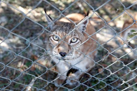 FILE PHOTO: A Siberian lynx sits in its cage in the aftermath of Hurricane Michael at the Bear Creek Feline Center in Panama City, Florida, U.S. October 12, 2018. REUTERS/Terray Sylvester/File Photo