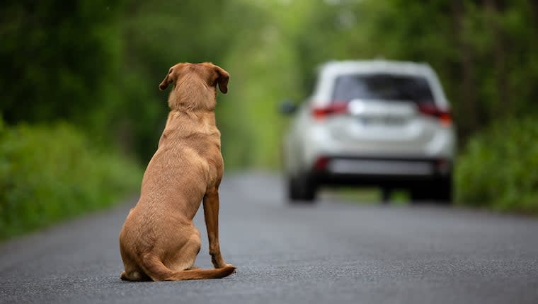 Dog Found Abandoned in Closet of Maine Home