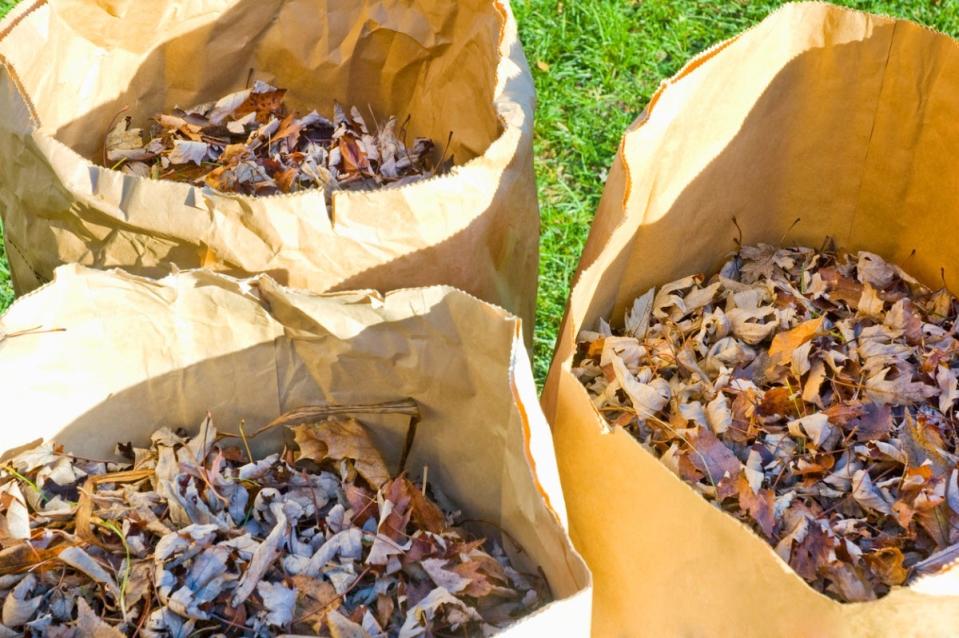 Three large paper bags almost full of leaves.