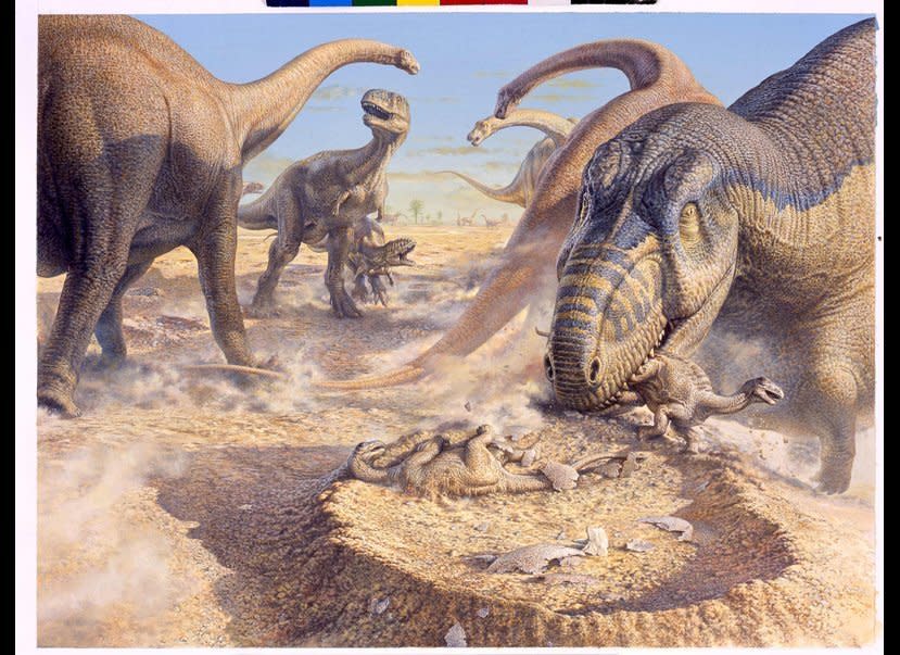 During the Late Cretaceous (85 million years ago) Aucasaurus, a  pack-hunting dinosaur, attacks a group of startled titanosaurs in Argentina. Pushing past the adults guarding their nests, the Aucasauruses snap up the babies as they hatch.  From National Geographic, March 2003, 'Dinosaurs - Flesh & Bone'