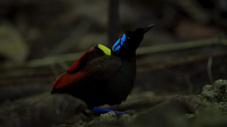 Male Wilson’s Bird of Paradise in the forest of West Papua. (Credit: BBC)