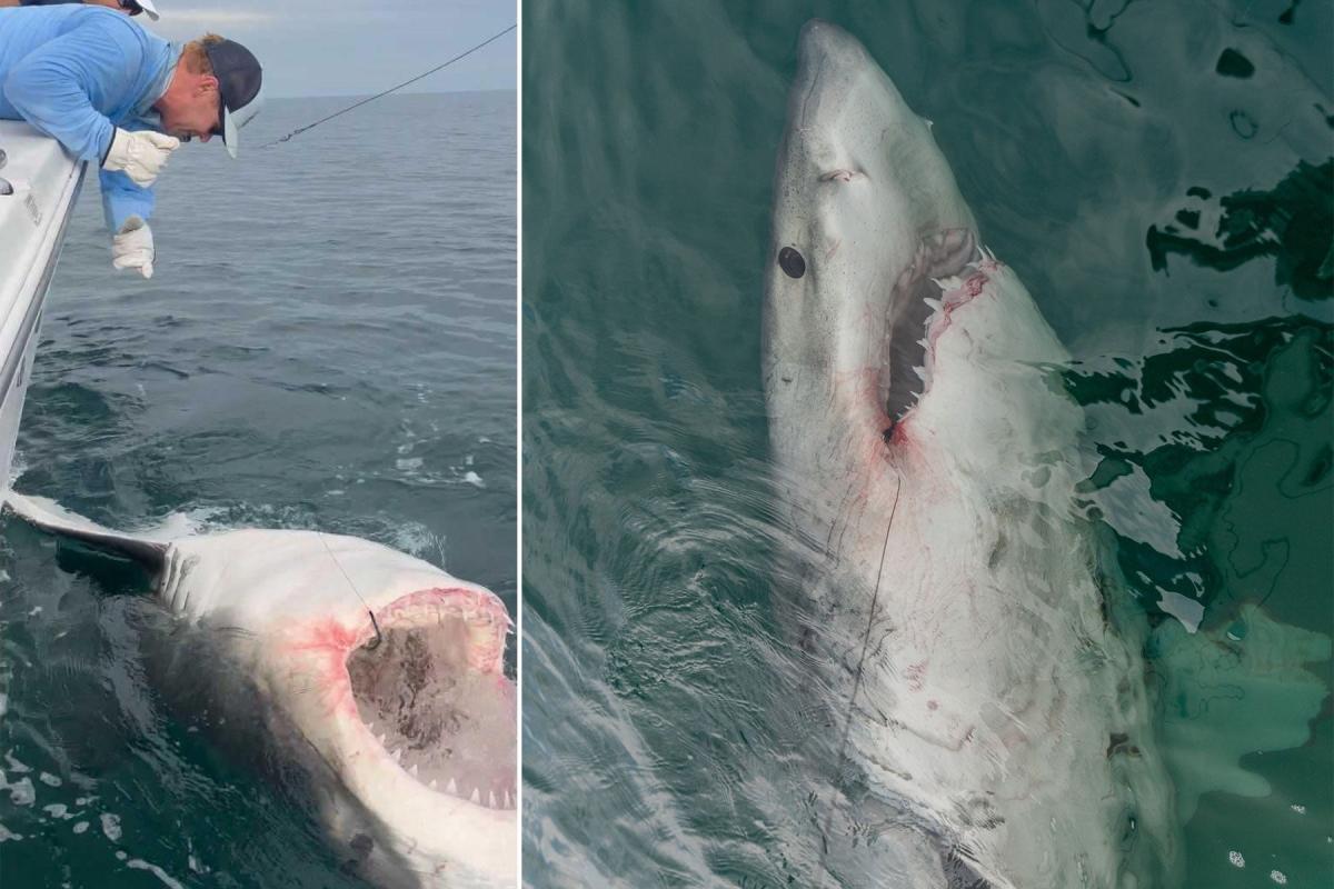 Anglers Catch Massive Great White Shark Off South Carolina Coast