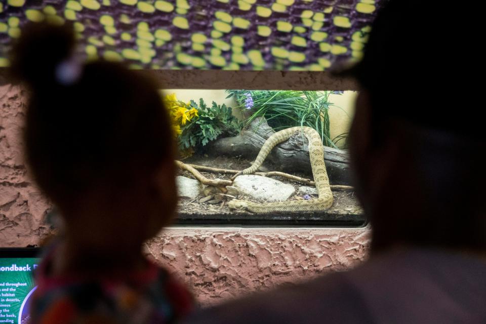 Nova Kennedy, 2, and her grandfather Terry Anderson look in at a prairie rattlesnake in an exhibit within the herpetarium at Memphis Zoo in Memphis, Tenn., on Thursday, June 6, 2024.