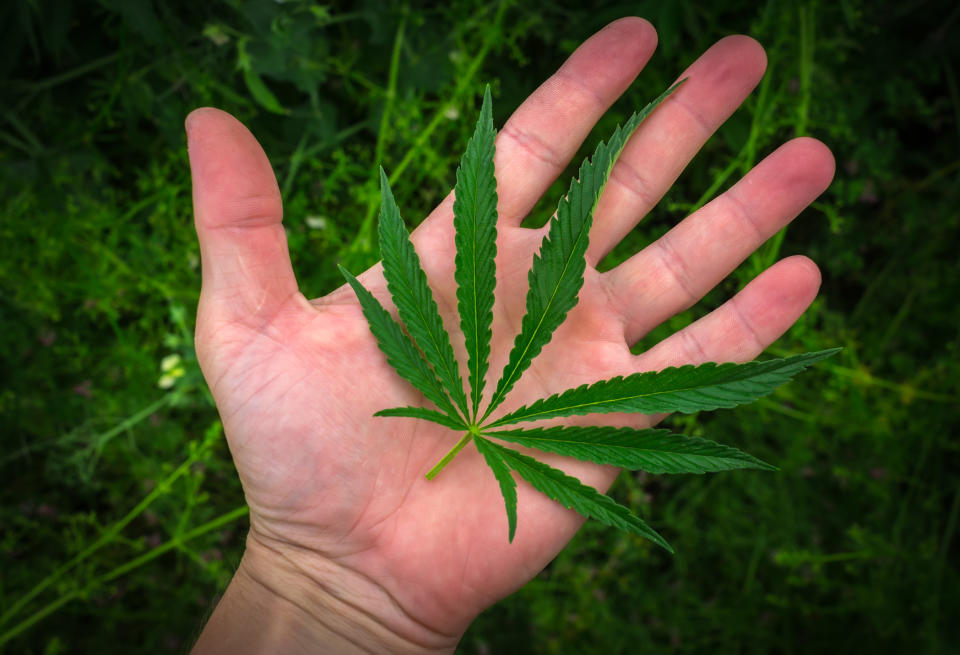 A hand with a marijuana leaf on top of it