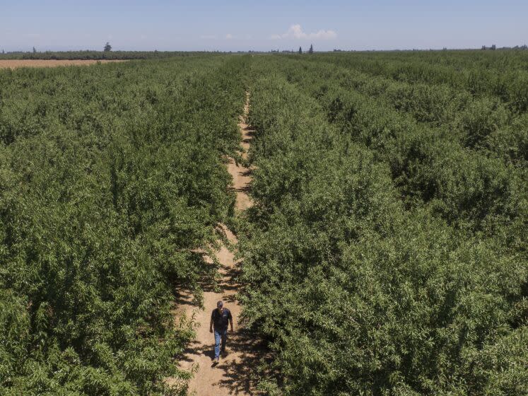 MANTECA CA JUNE 24, 2022 - David Phippen walks through one of his producing almond orchards on Friday, June 24, 2022, in Manteca, Calif. (Paul Kuroda/For The Times)