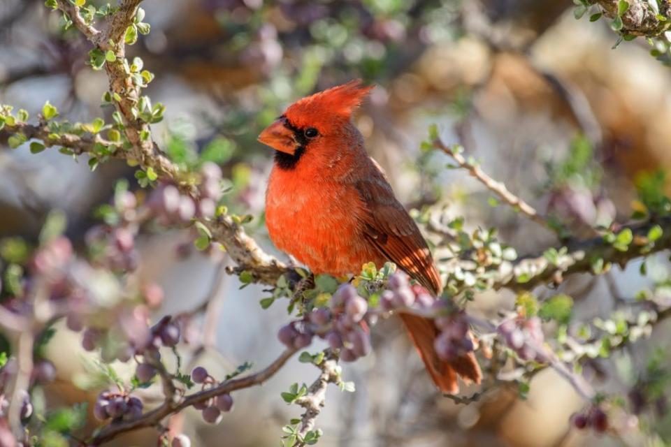 mexico, baja california sur, el sargento, rancho sur, northern cardinal, cardinalis cardinalis, male photo by prisma by dukasuniversal images group via getty images