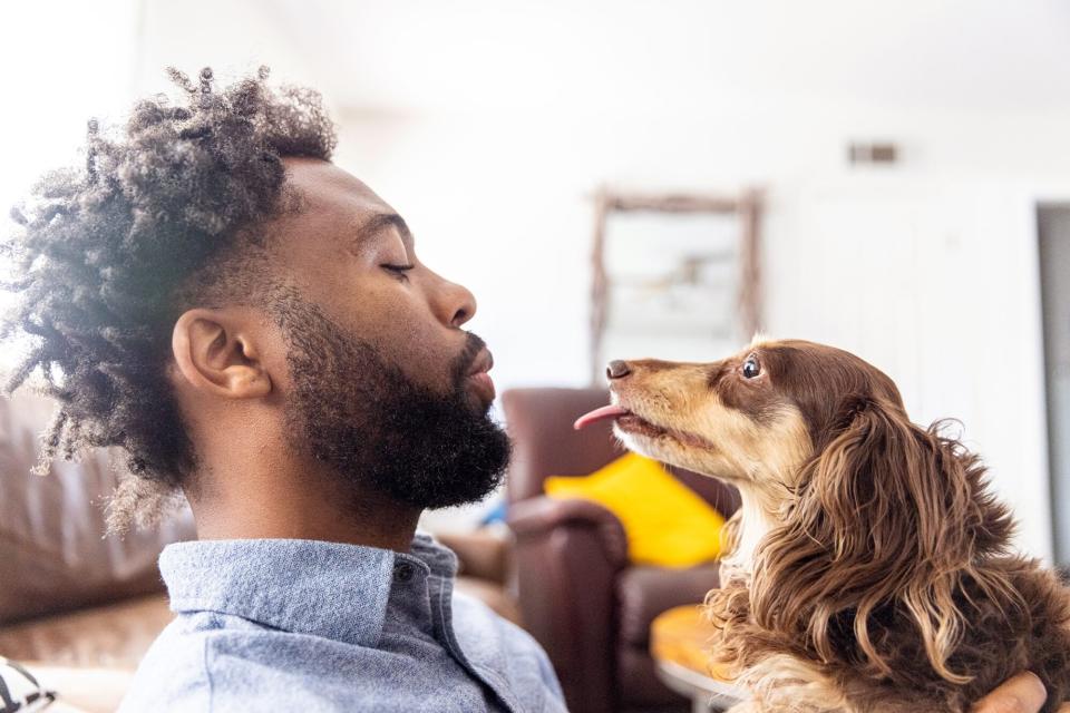 young man holding up a  Dachshund with his tongue out