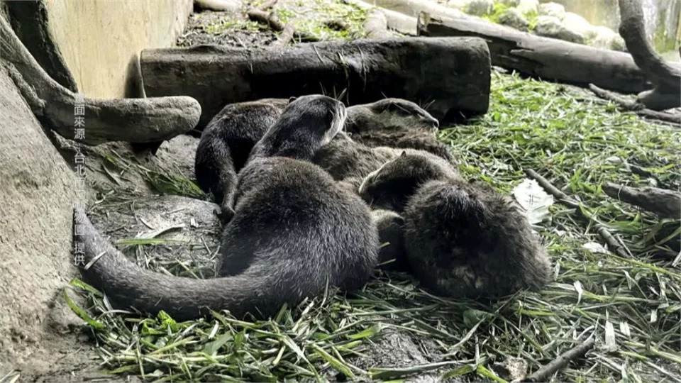 &#x00840c;&#x005316;&#x004f60;&#x007684;&#x005fc3;&#x00ff01;&#x003000;&#x005317;&#x005e02;&#x0052d5;&#x007269;&#x005712;&#x00300c;&#x005c0f;&#x00722a;&#x006c34;&#x00737a;&#x00300d;&#x005bf6;&#x005bf6;&#x009996;&#x005ea6;&#x004eae;&#x0076f8;