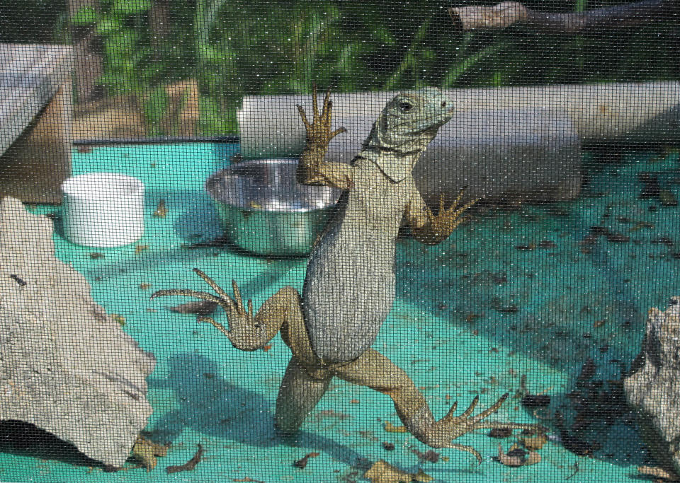 In this Friday, Aug. 3, 2012 photo, a one-year-old Grand Cayman Blue Iguana climbs the wall of its cage in a breeding area at the Queen Elizabeth II Botanic Park on the island of Grand Cayman. Roughly 700 blue iguanas breed and roam free in protected woodlands on the eastern side of Grand Cayman in the western Caribbean that is the only place where the critically endangered animals are found in the wild. (AP Photo/David McFadden)