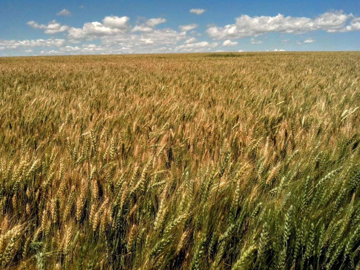 Grain ripens on the Conservation Grains farm between Choteau and Dutton. Grain from the farm, and sourced from other farms, is used in a craft milling venture.