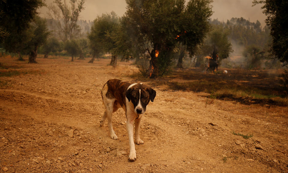 <p>A dog walks near a tree burning in the village of Carvoeiro, near Castelo Branco, Portugal, July 25, 2017. (Rafael Marchante/Reuters) </p>