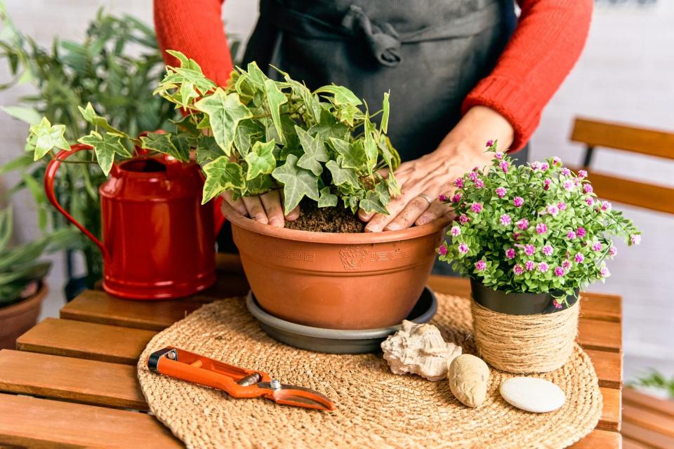 Woman repotting plants into new soil, wearing red