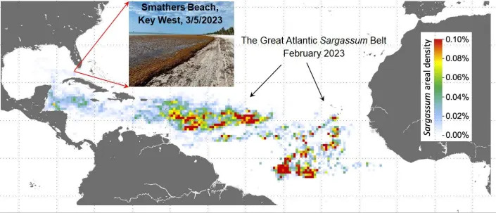 This image based on satellite photos shows the massive belt of sargassum seaweed blooming across the Atlantic Ocean and drifting onto beaches in Florida and the Caribbean.