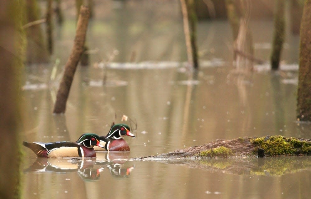 Wood Ducks are seen swimming in flood water at Congaree National Park.