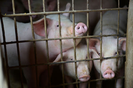 FILE PHOTO: Pigs are seen at a family farm in Fuyang, Anhui province, China December 5, 2018. REUTERS/Stringer/File Photo