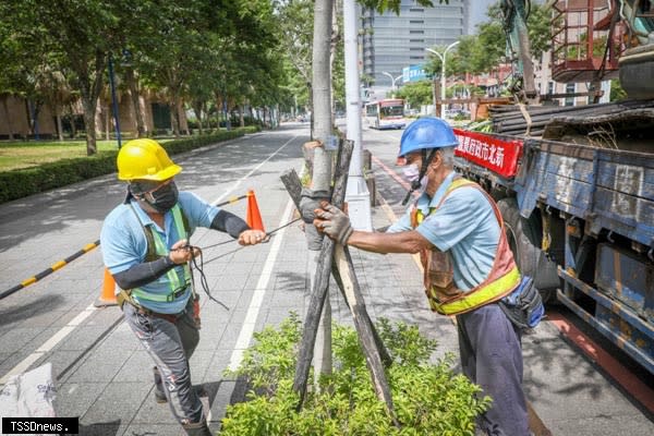 對路樹支架進行巡檢。(圖:新北市政府綠美化環境景觀處提供)