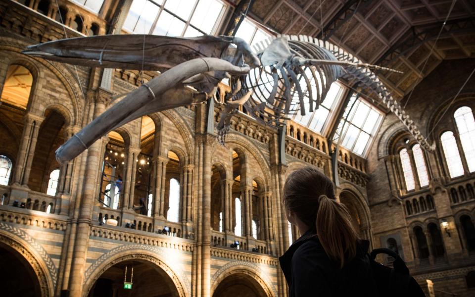 Blue whale skeleton inside the Natural History Museum - Credit: John Nguyen for the Telegraph
