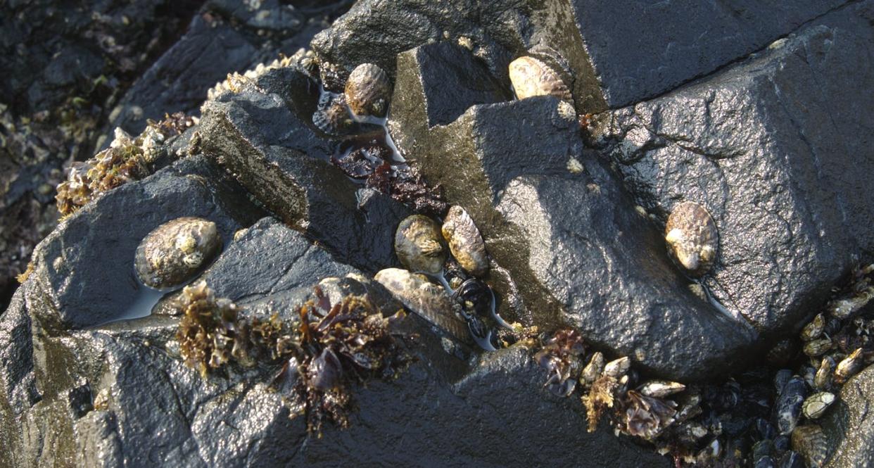 <span class="caption">Southerly species like the giant owl limpet, seen here, started appearing on northern California shores. </span> <span class="attribution"><a class="link " href="https://www.flickr.com/photos/jkirkhart35/2132223561/in/photolist-3nS1pf-3JC66F-3nMxmF-LzJnh8-aLoihM-Mu1pNu-Mu1pr7-fLNDS8-3JC6DV-i67wXh-rRhkYT-qRkVXj-3JGk5S-QMpHoD-3JC5cM-jCV6KY-2kS3sJo-2jrQFfM-3nS2f5-hUoWms-dNWqpE-2jF7wPZ-2kSanUC-2ikwyKD-dtq2Vk-4fqcMc-MpJHzx-2jgGDqa-gMfs1x-27jpxRR-dtd8W2" rel="nofollow noopener" target="_blank" data-ylk="slk:Jerry Kirkhart/Flickr;elm:context_link;itc:0;sec:content-canvas">Jerry Kirkhart/Flickr</a>, <a class="link " href="http://creativecommons.org/licenses/by/4.0/" rel="nofollow noopener" target="_blank" data-ylk="slk:CC BY;elm:context_link;itc:0;sec:content-canvas">CC BY</a></span>