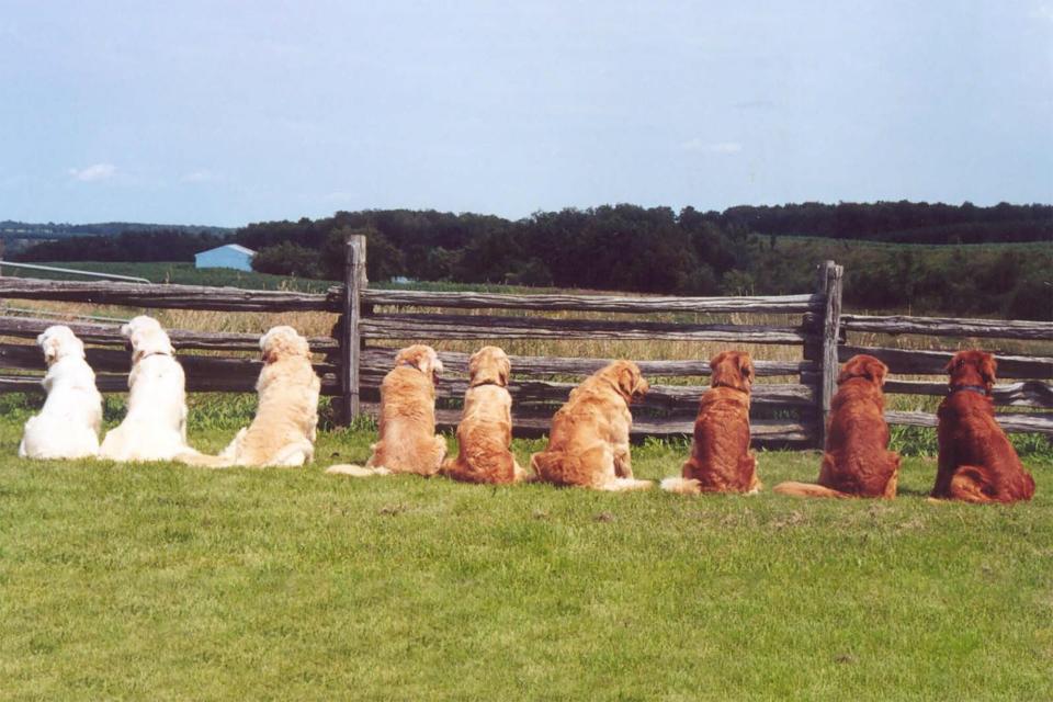 Row of Golden retrievers in various colors