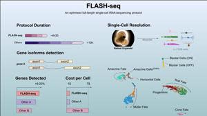 FLASH-seq: An optimised full-length single-cell RNA-sequencing protocol