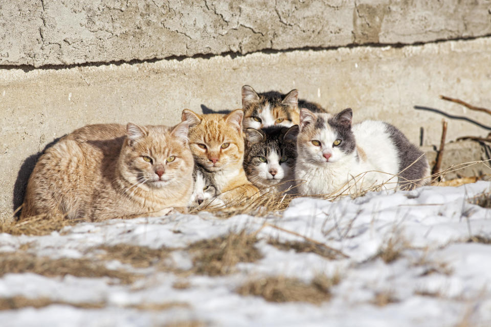 A group of feral cats huddled together to keep warm, near the wall of an old abandoned home. Undated photo. / Credit: Getty Images/iStockphoto