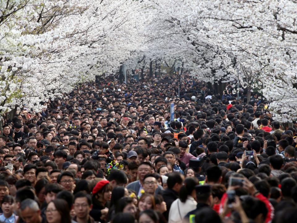 china spring cherry blossoms