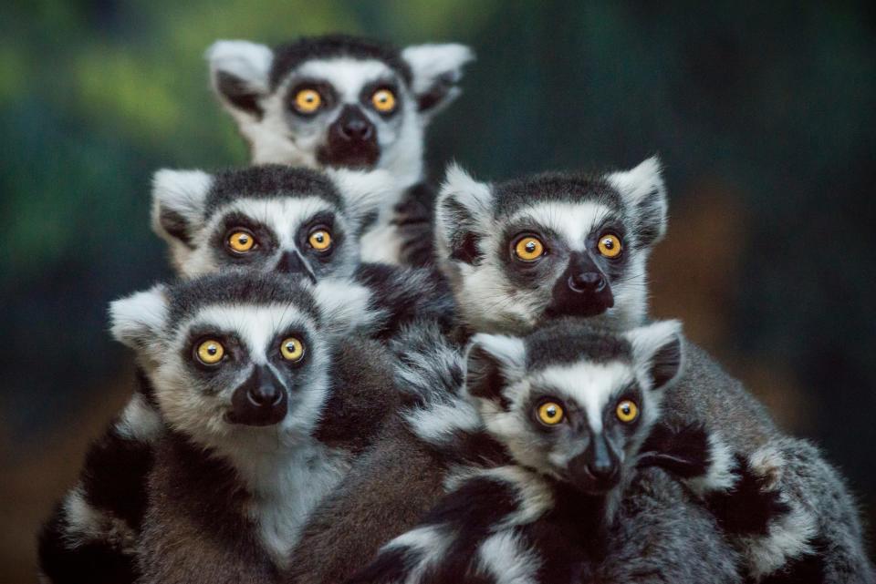 Lemurs