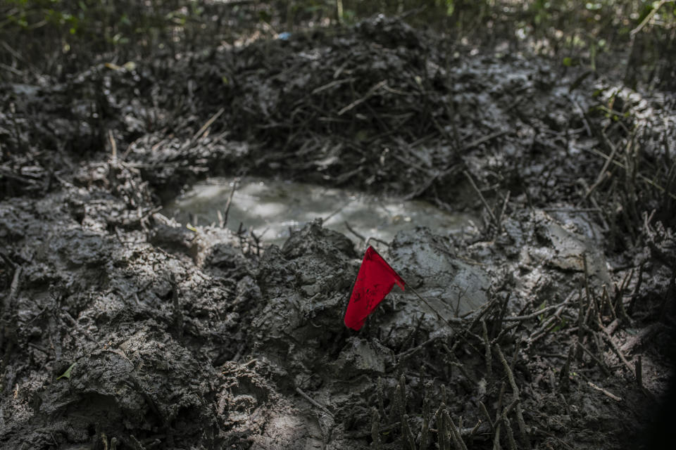 A flag marks the place of a possible clandestine grave site in Puquita, a tropical mangrove island near Alvarado in the Gulf coast state of Veracruz, Mexico, Thursday, Feb. 18, 2021. Investigators from the National Search Commission found three pits with human remains and plastic bags inside. The number of bodies there has not yet been determined. (AP Photo/Felix Marquez)